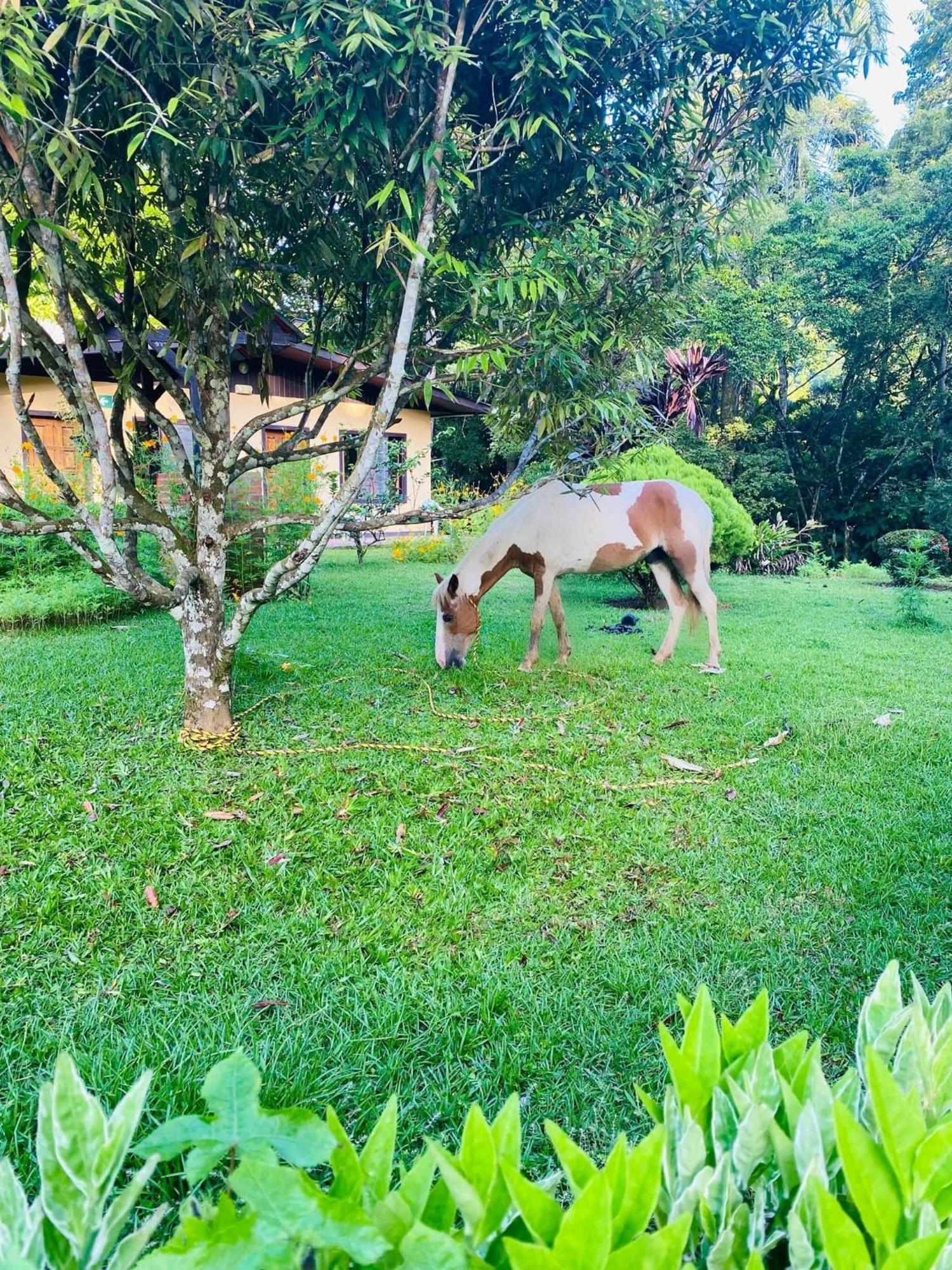 La Purruja Lodge โกลฟิโต ภายนอก รูปภาพ