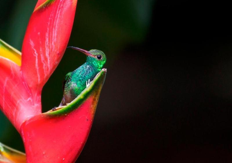 La Purruja Lodge โกลฟิโต ภายนอก รูปภาพ